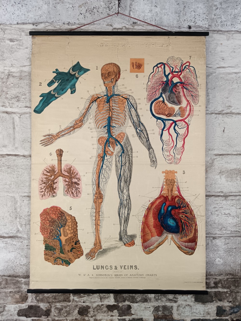 An antique anatomical pull-down wall chart depicting the human circulatory system, lungs, and heart mounted on black wooden rollers.