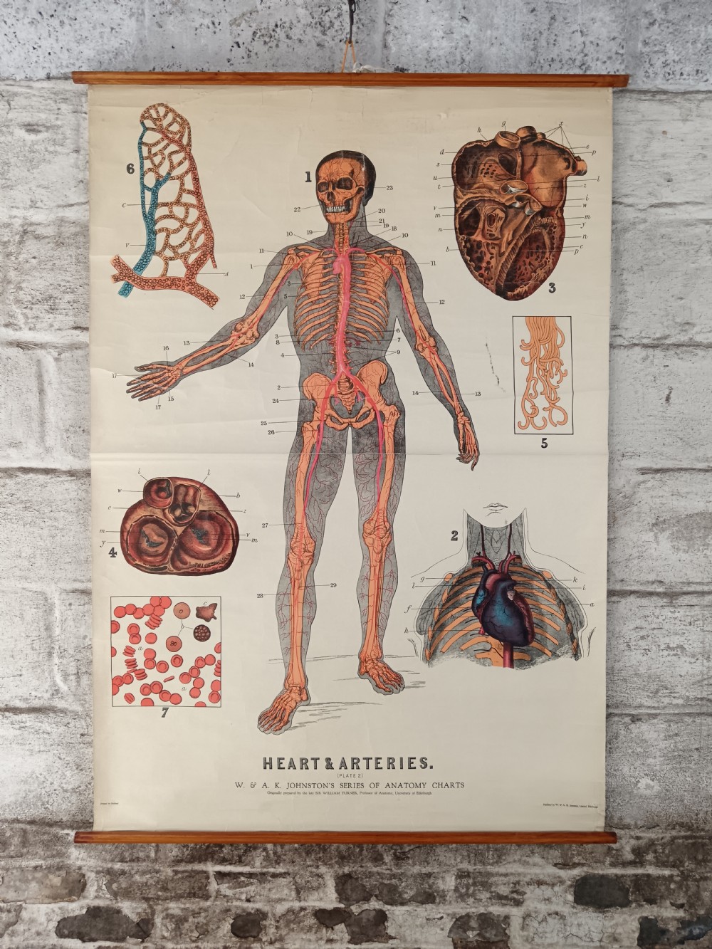 An antique linen-backed pull-down educational chart illustrating the human circulatory system, heart structure, and blood vessels with wooden batons.