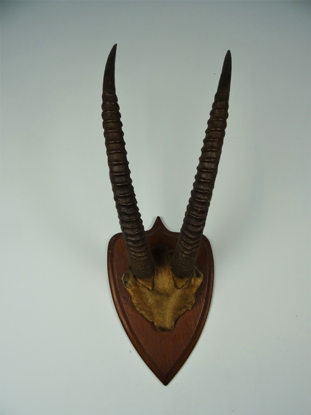 A pair of long, ridged dark antelope horns mounted with a patch of tan fur onto a pointed dark wood shield plaque.