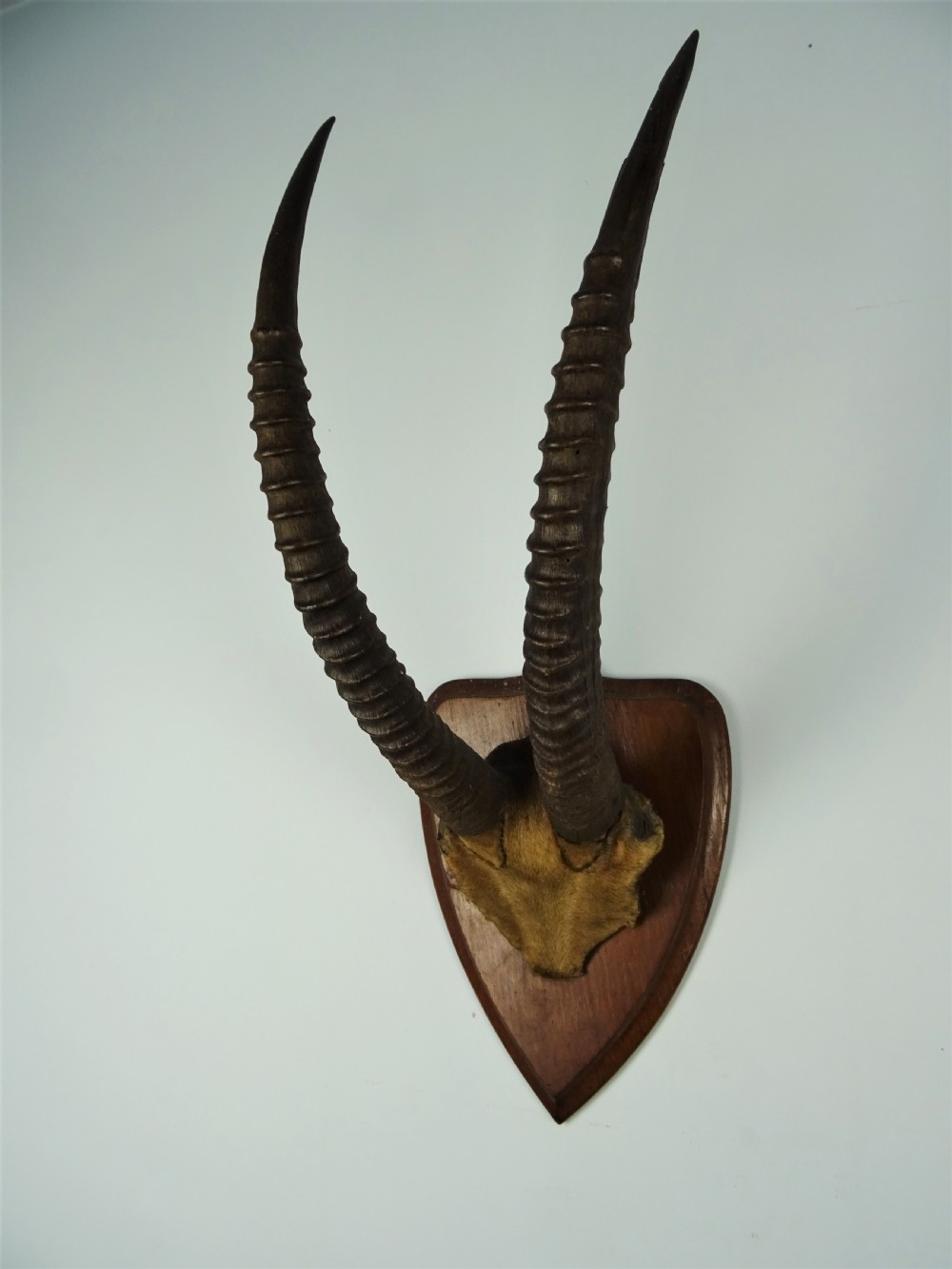 A pair of long, ridged dark antelope horns mounted with a patch of tan fur onto a pointed dark wood shield plaque. View II