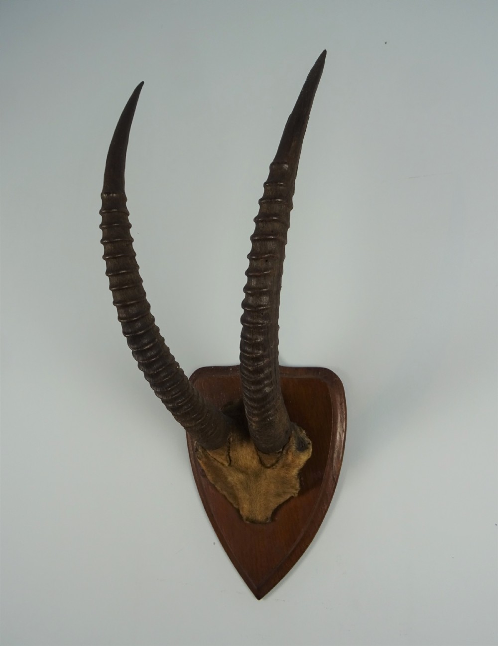 A pair of long, ridged dark antelope horns mounted with a patch of tan fur onto a pointed dark wood shield plaque. View III