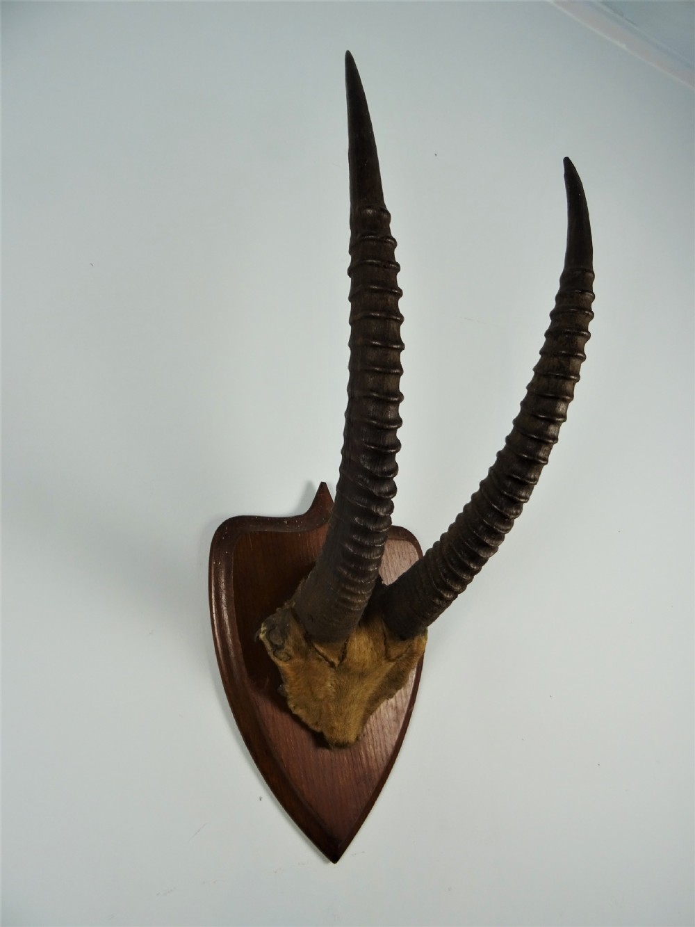 A pair of long, ridged dark antelope horns mounted with a patch of tan fur onto a pointed dark wood shield plaque. View V