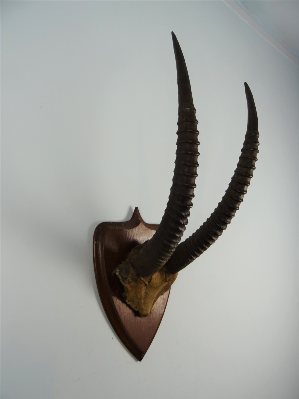 A pair of long, ridged dark antelope horns mounted with a patch of tan fur onto a pointed dark wood shield plaque. View VII