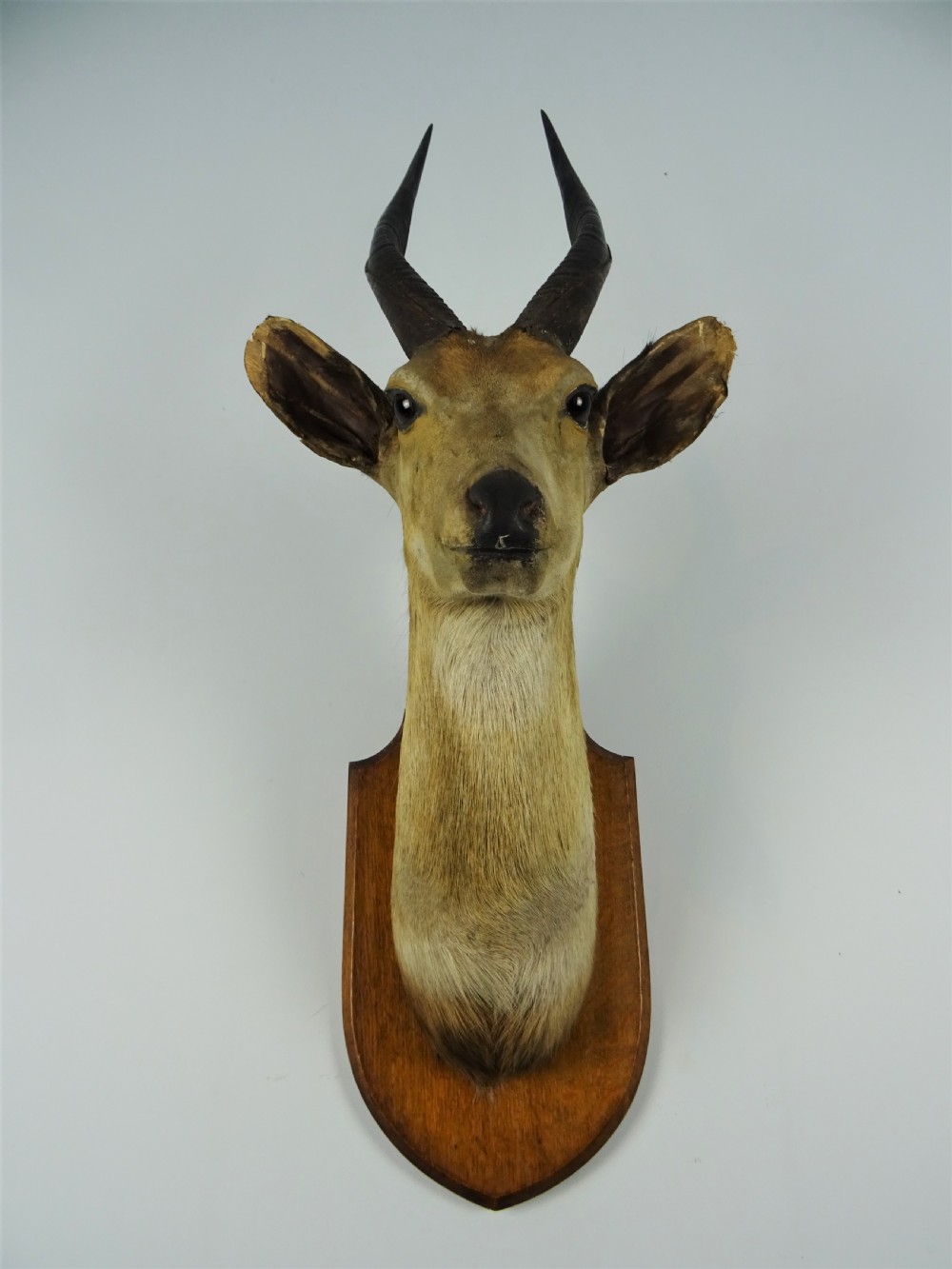 An antique taxidermy bushbuck head featuring spiralled dark horns mounted on a shaped wooden shield.