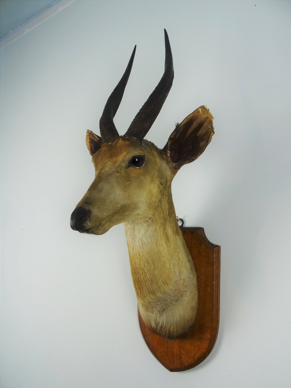 An antique taxidermy bushbuck head featuring spiralled dark horns mounted on a shaped wooden shield. View III