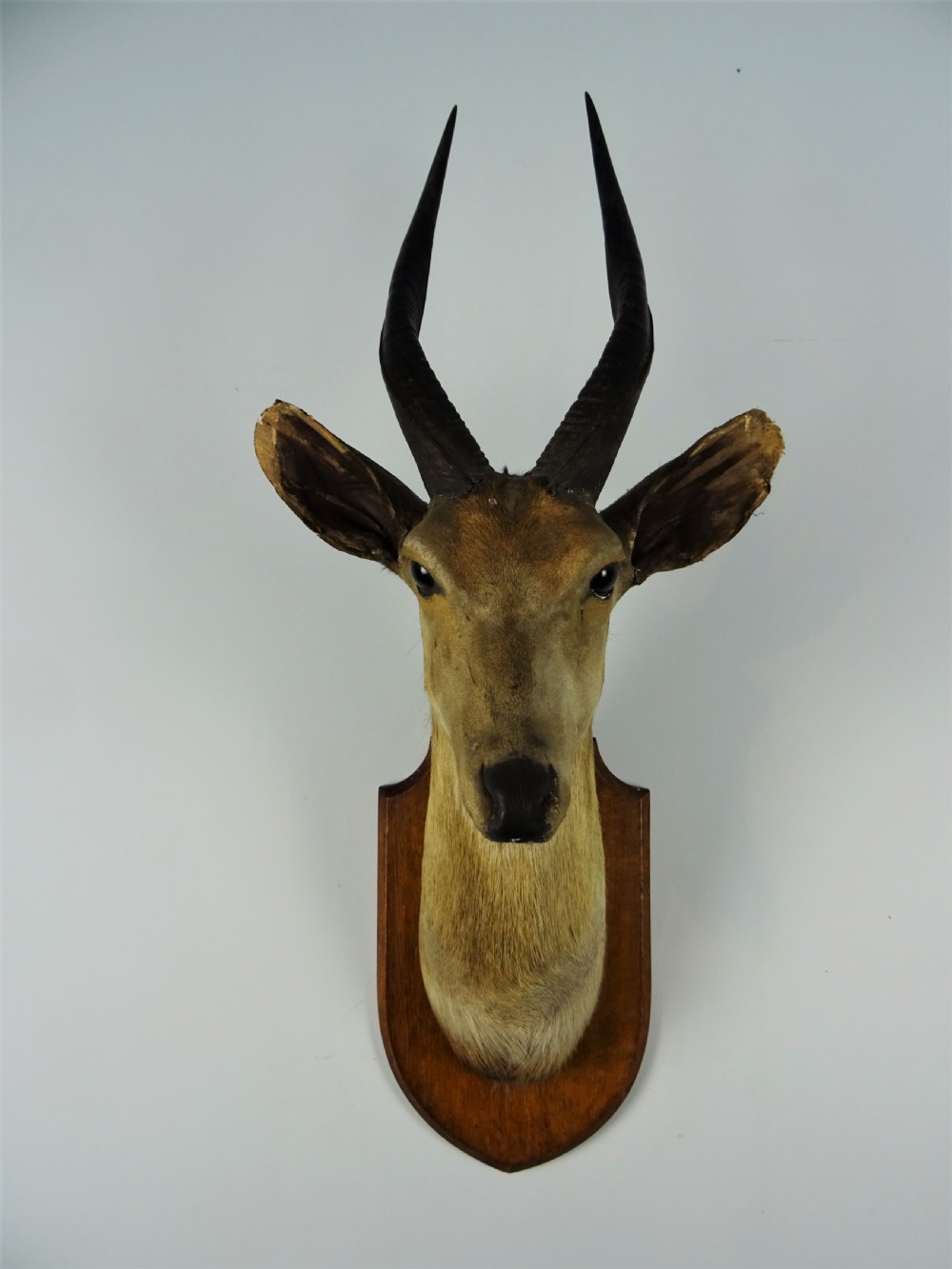 An antique taxidermy bushbuck head featuring spiralled dark horns mounted on a shaped wooden shield. View V