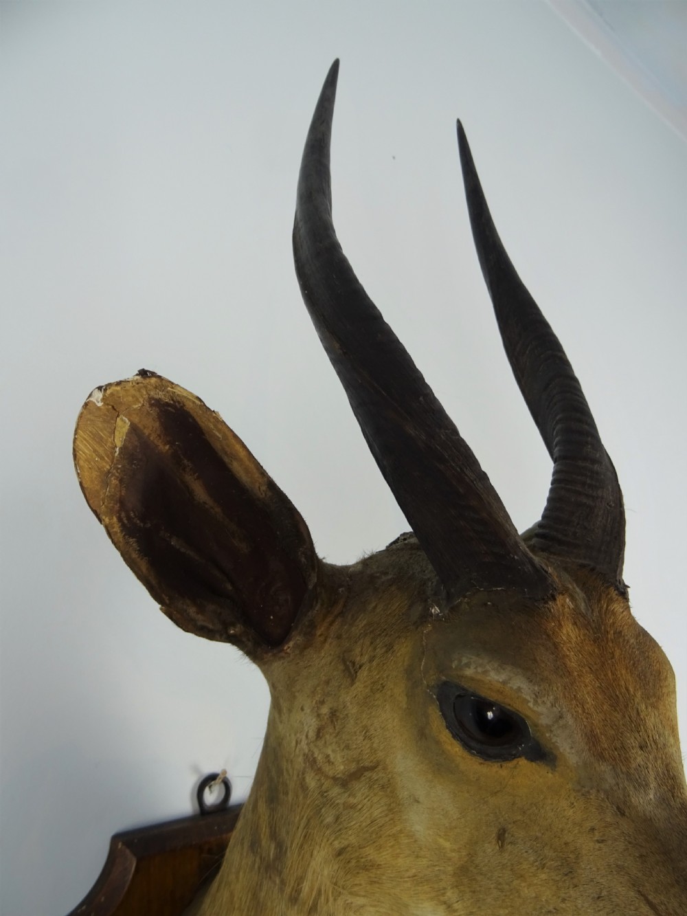 An antique taxidermy bushbuck head featuring spiralled dark horns mounted on a shaped wooden shield. View VI