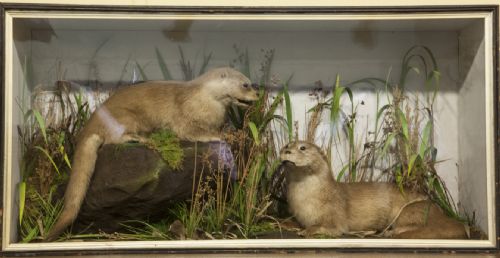 Pair of Otters by T. E. Gunn