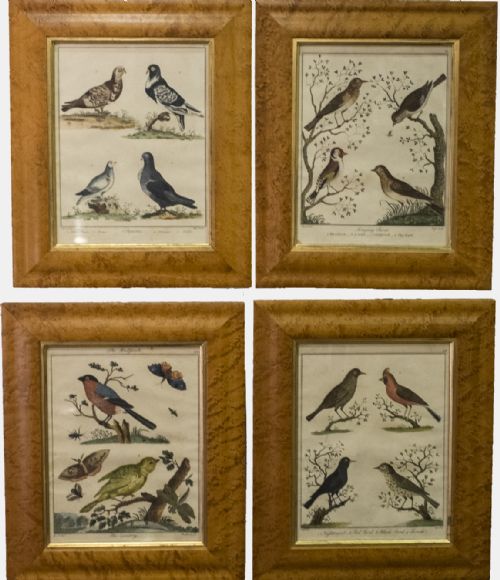Set of 4 Engravings of Birds