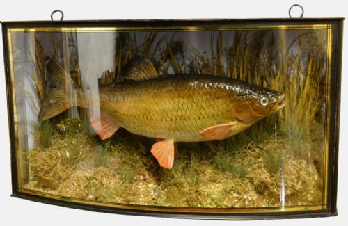 Fish in Bow Fronted Case