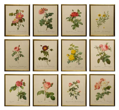Set of 12 1950'S Rose Lithographs in Later Gilt Frames