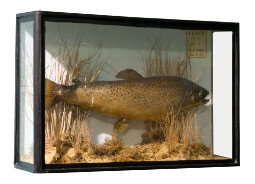 A Cased and Naturalistically Mounted Stuffed Trout