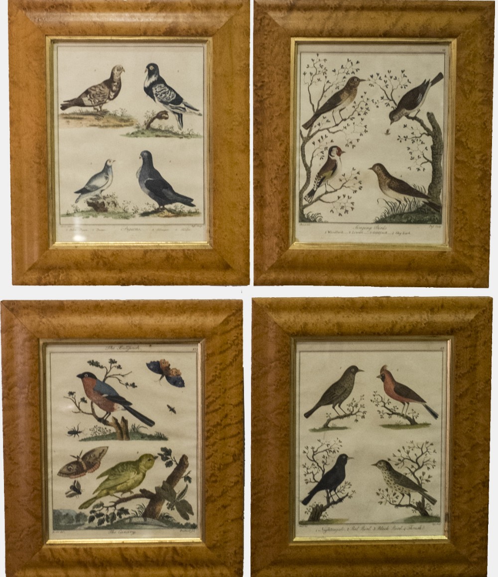 Set of 4 Engravings of Birds