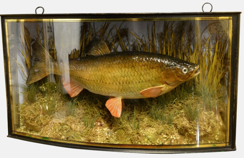 Fish in Bow Fronted Case