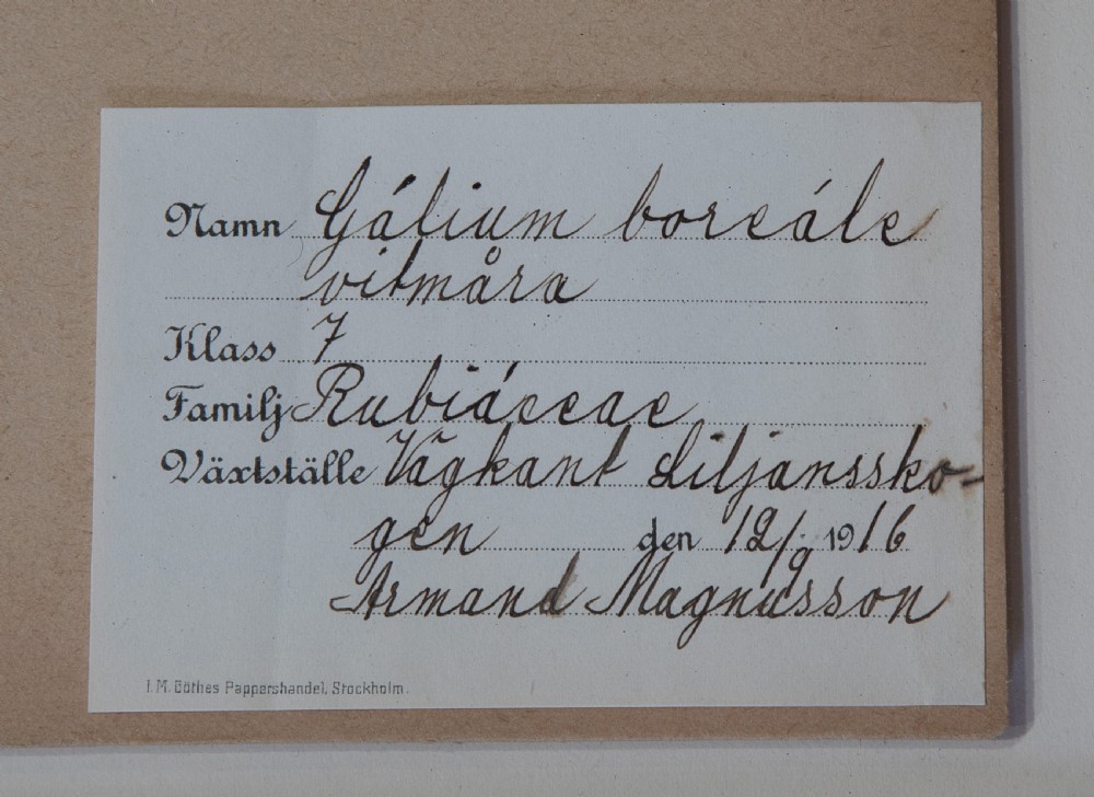 Set of Swedish Herbariums View VI