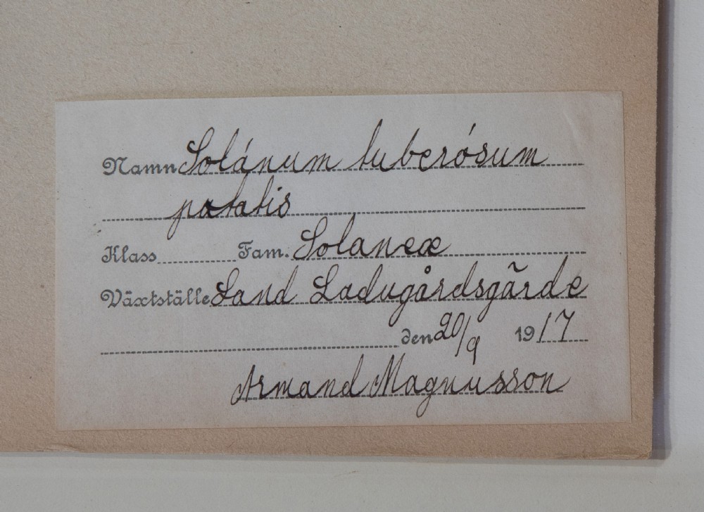 Set of Swedish Herbariums View IX