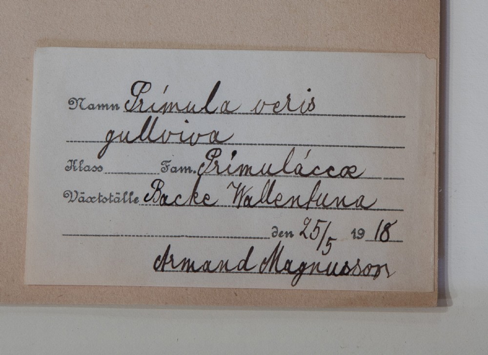 Set of Swedish Herbariums View XIII