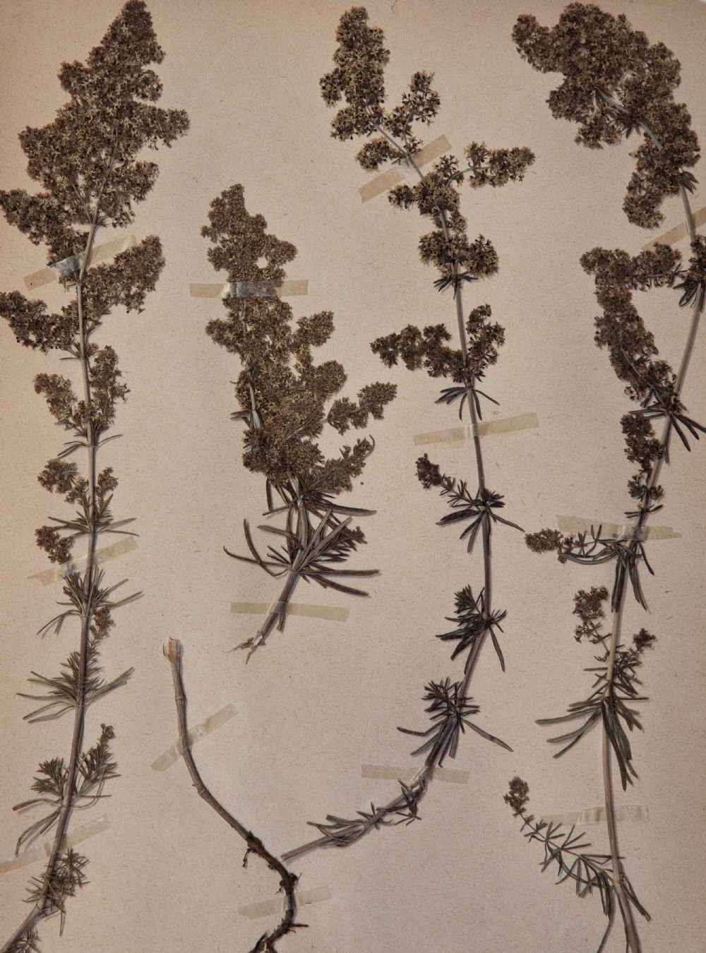 Set of Swedish Herbariums View XVI