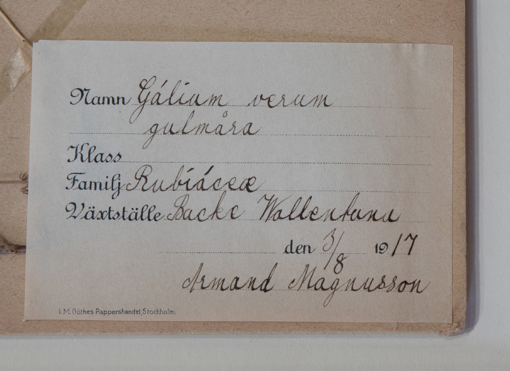 Set of Swedish Herbariums View XVII