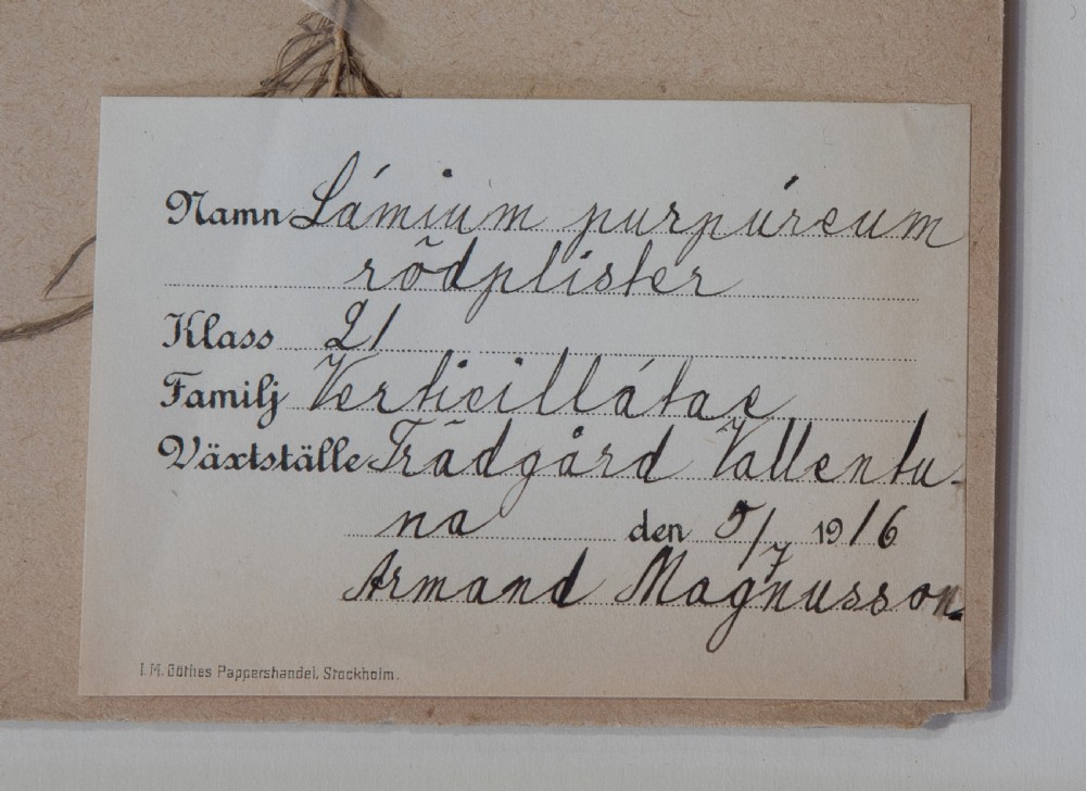 Set of Swedish Herbariums View XXI