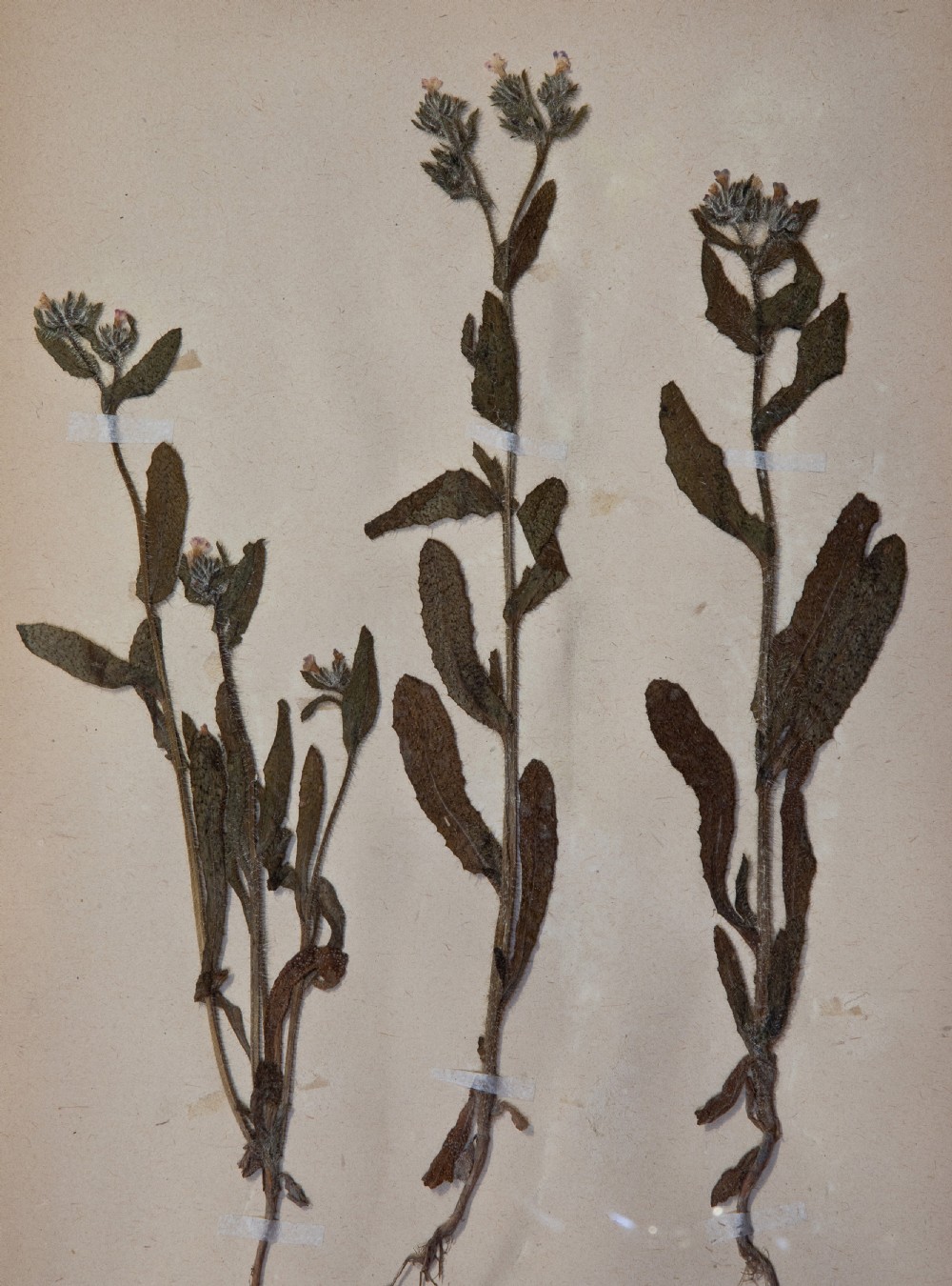 Set of Swedish Herbariums View XXIV
