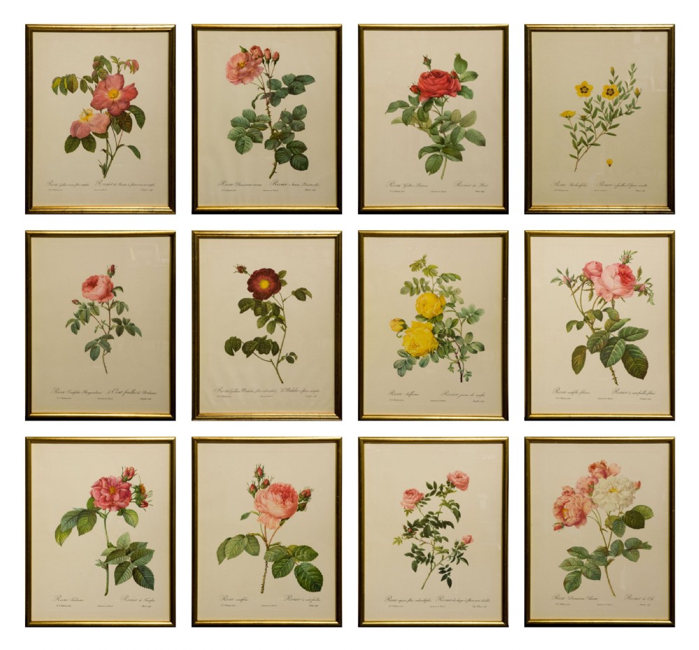 Set of 12 1950's rose lithographs in later gilt frames