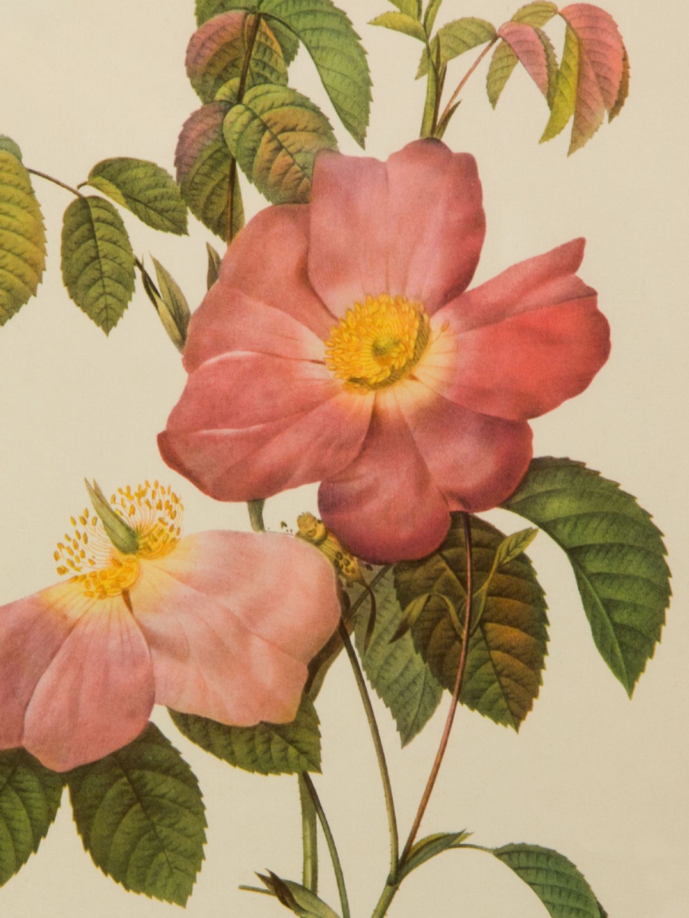 Set of 12 1950's rose lithographs in later gilt frames View III