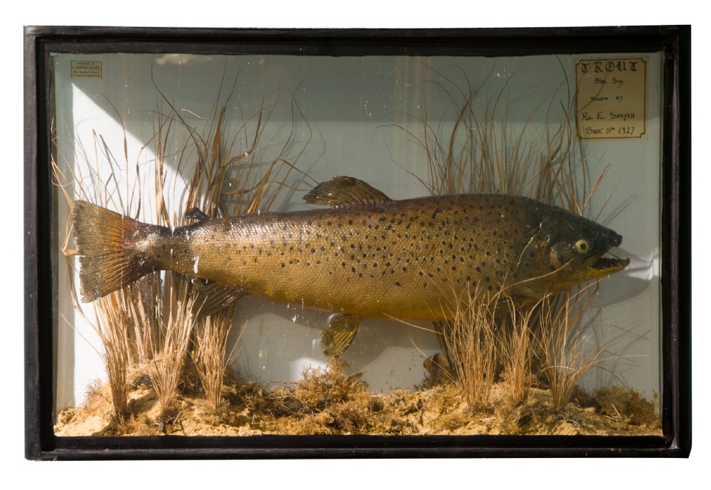 A cased and naturalistically mounted stuffed trout View II