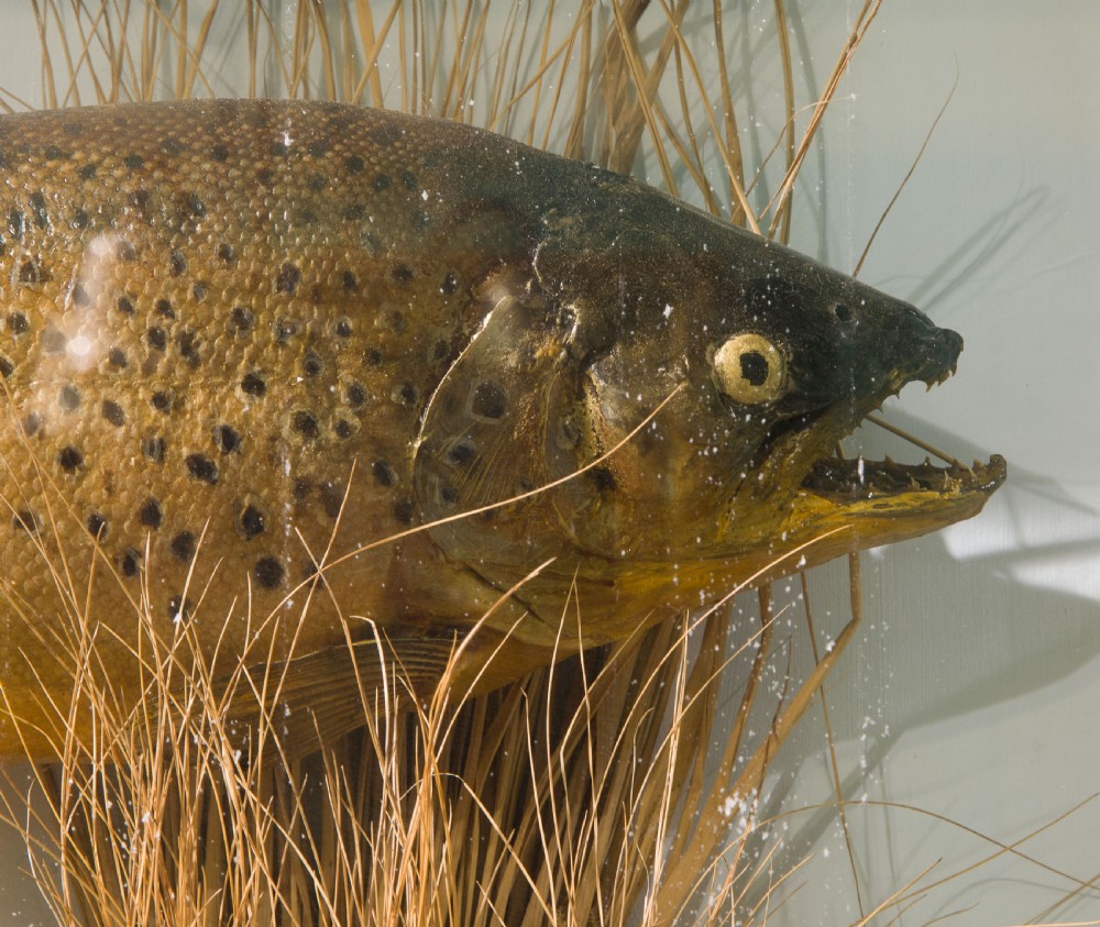 A cased and naturalistically mounted stuffed trout View IV