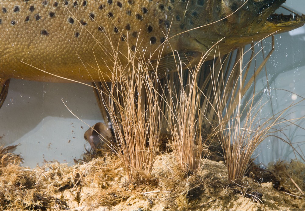 A cased and naturalistically mounted stuffed trout View V