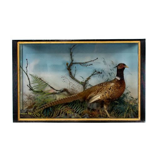 Antique Taxidermy Pheasant in Ebonised Glazed Cabinet by Jeffries of Carmarthen