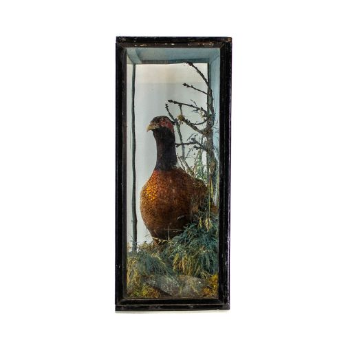 fig 1. Antique Taxidermy Pheasant in Ebonised Glazed Cabinet by Jeffries of Carmarthen