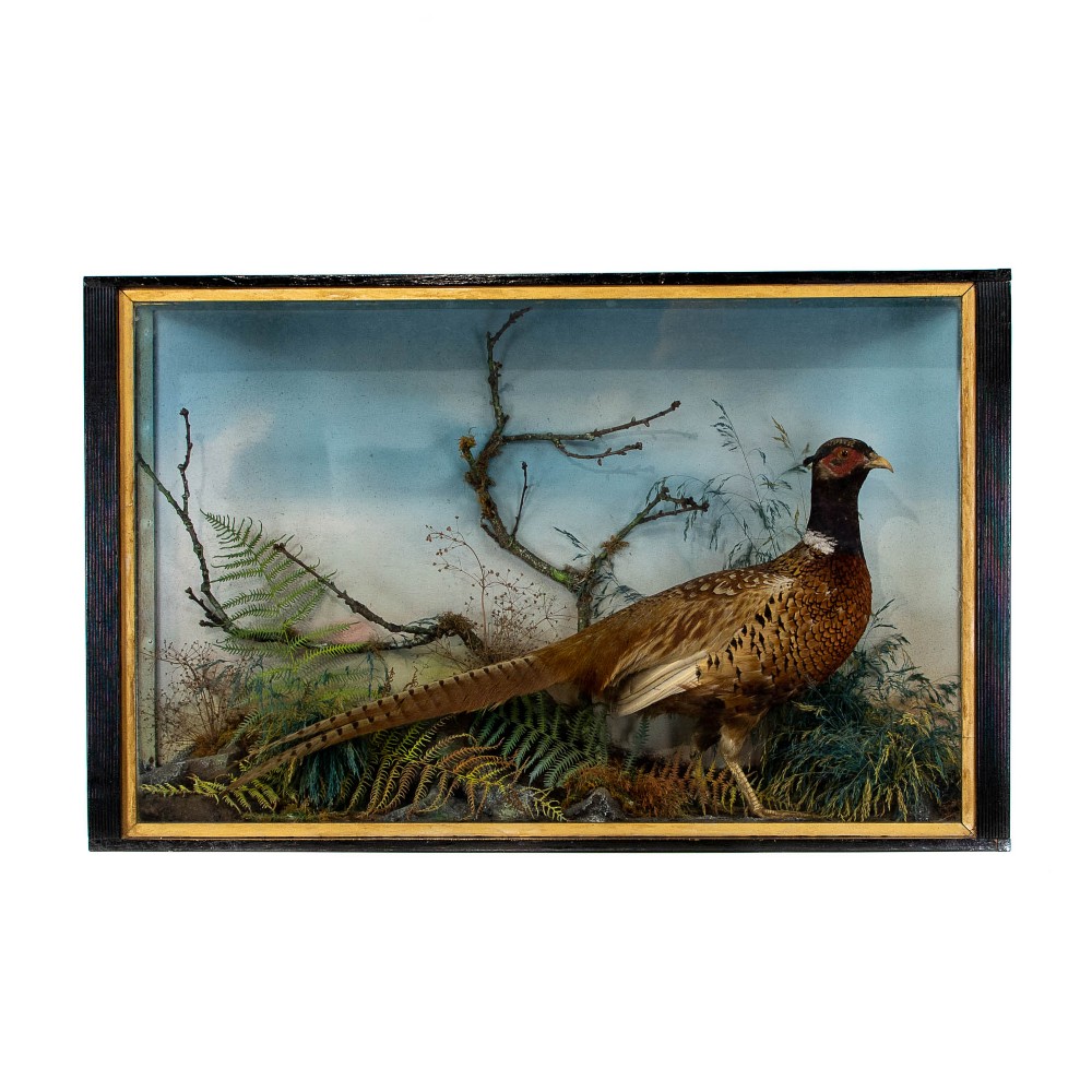 Antique Taxidermy Pheasant in Ebonised Glazed Cabinet by Jeffries of Carmarthen