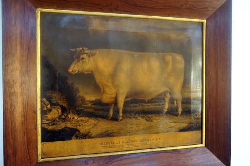 A Lovely Early Victorian Primitive Portrait of a Short Horned Ox