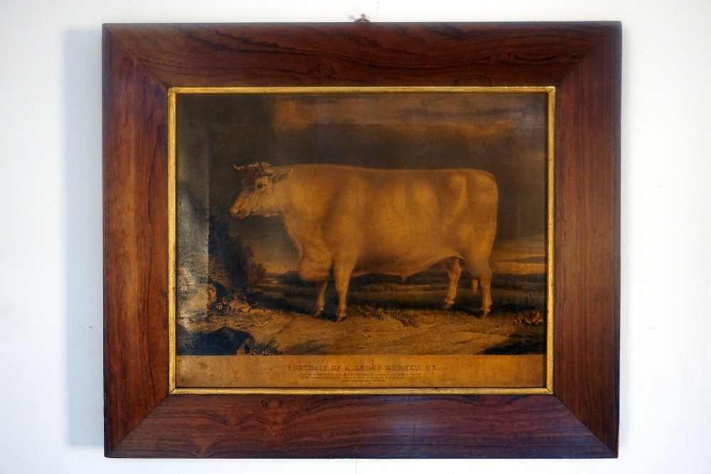 A lovely early Victorian primitive portrait of a short horned ox View II