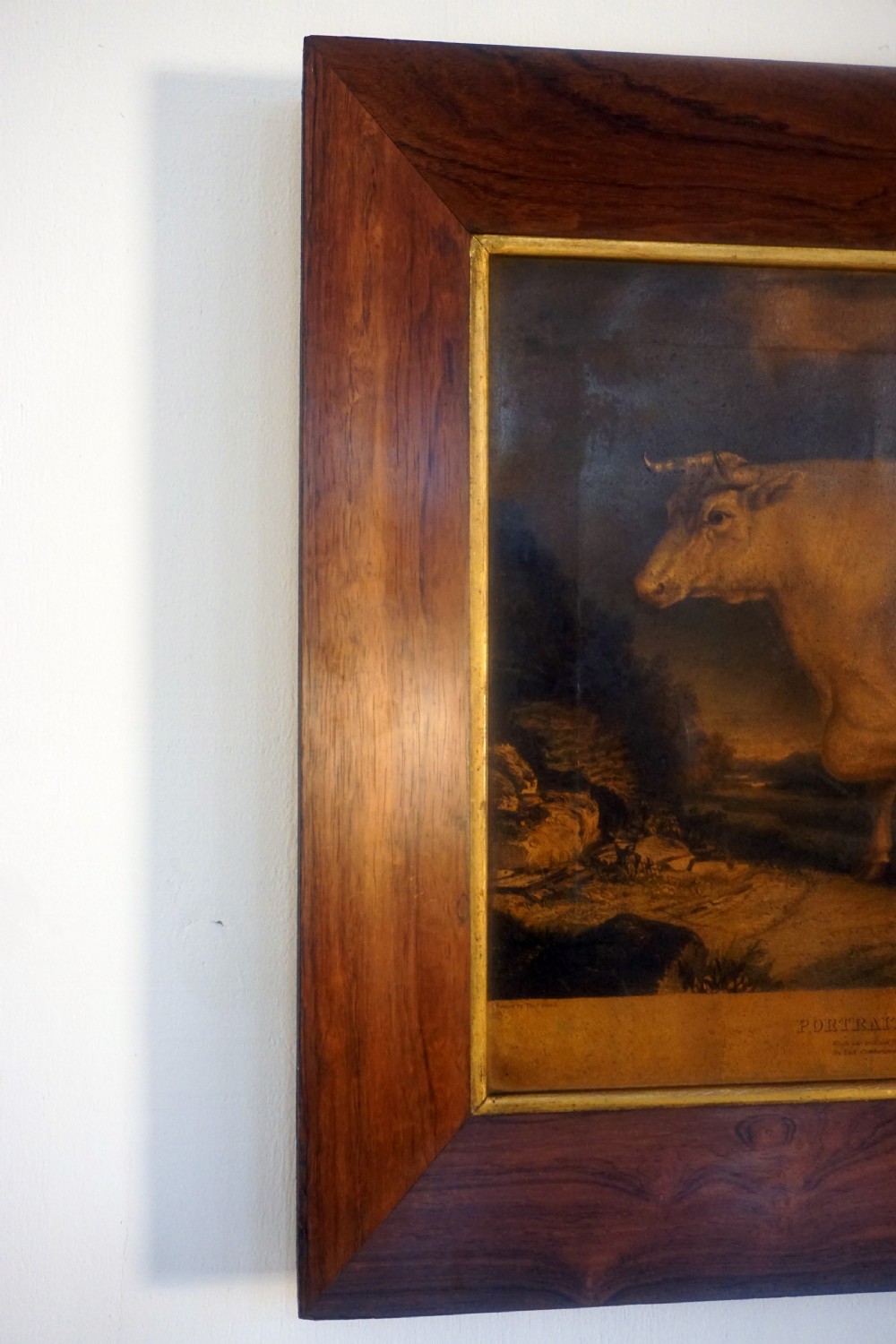 A lovely early Victorian primitive portrait of a short horned ox View V