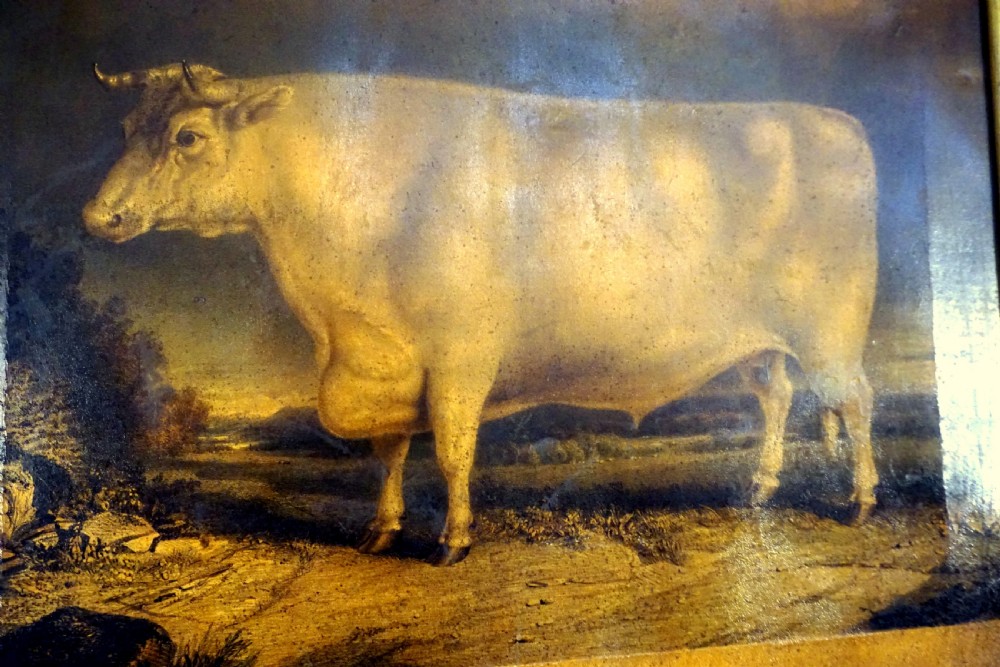 A lovely early Victorian primitive portrait of a short horned ox View VI