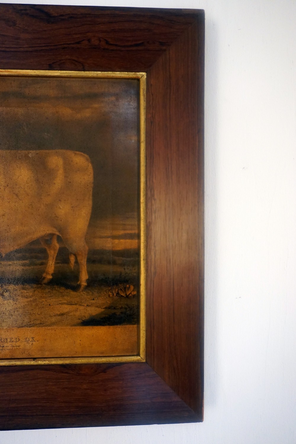 A lovely early Victorian primitive portrait of a short horned ox View VII
