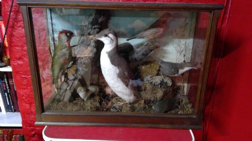 taxidermy.a Victorian  collection of  british wild birds in a glazed display case