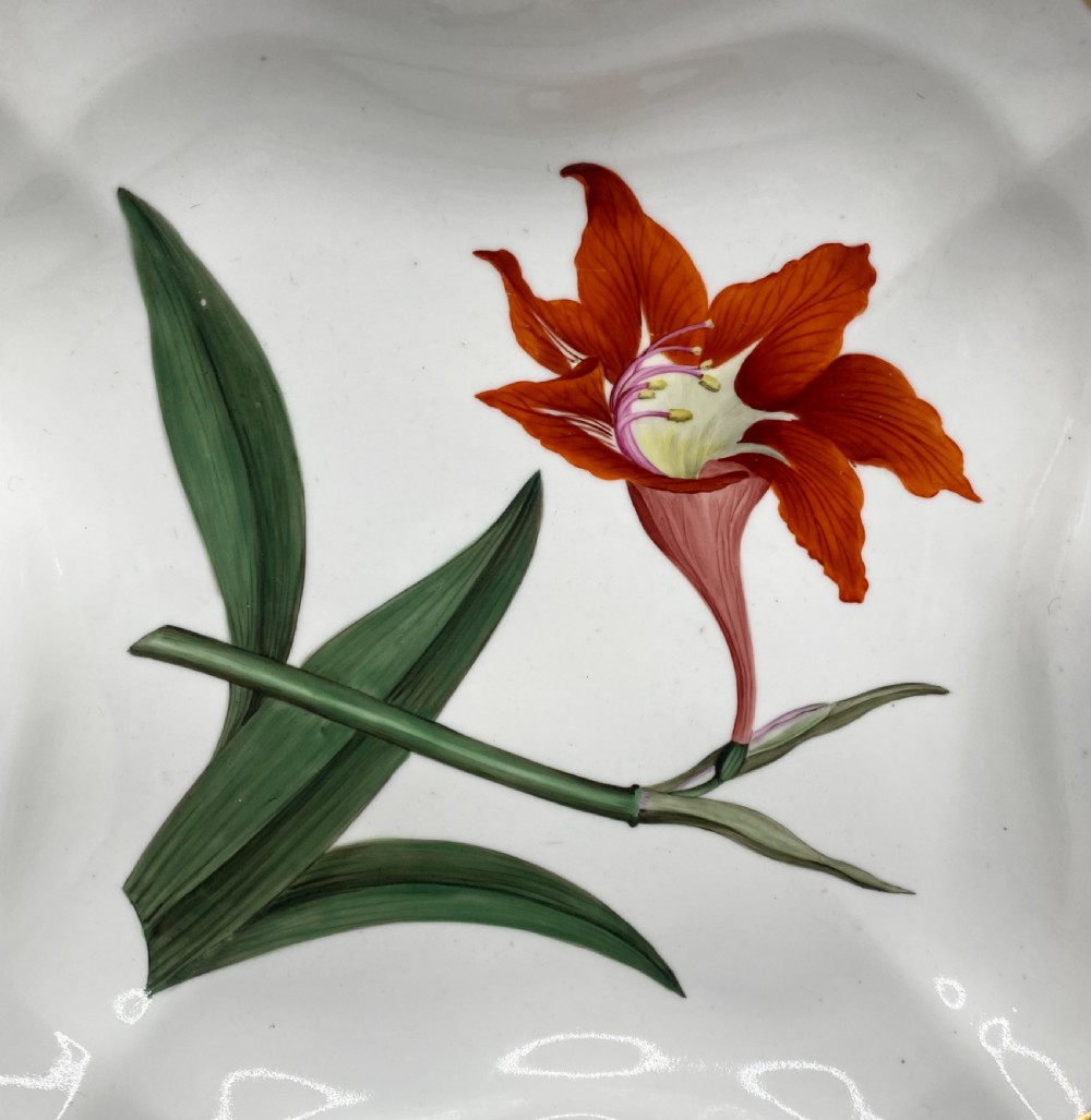 Chamberlains Worcester botanical dish, c. 1810. View II