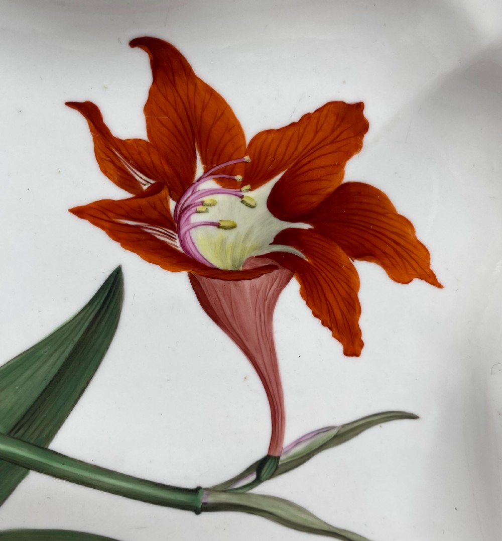 Chamberlains Worcester botanical dish, c. 1810. View III