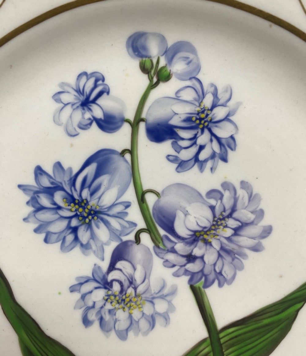 English porcelain botanical dish, Hyacinth, c. 1800. View IV