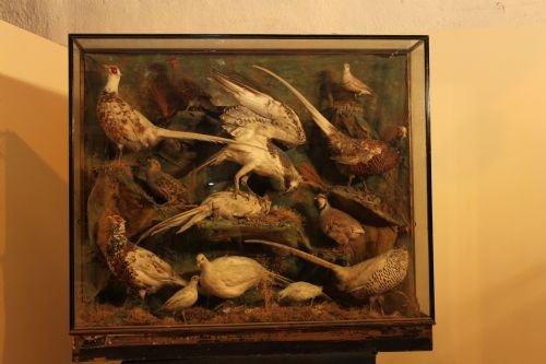 Victorian Case of Taxidermy Birds