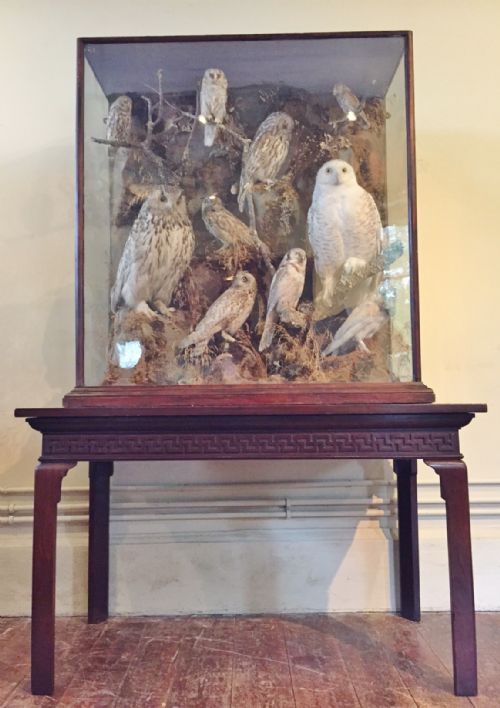 A Spectacular Collection of Late 19th Century British and Visiting Owls.