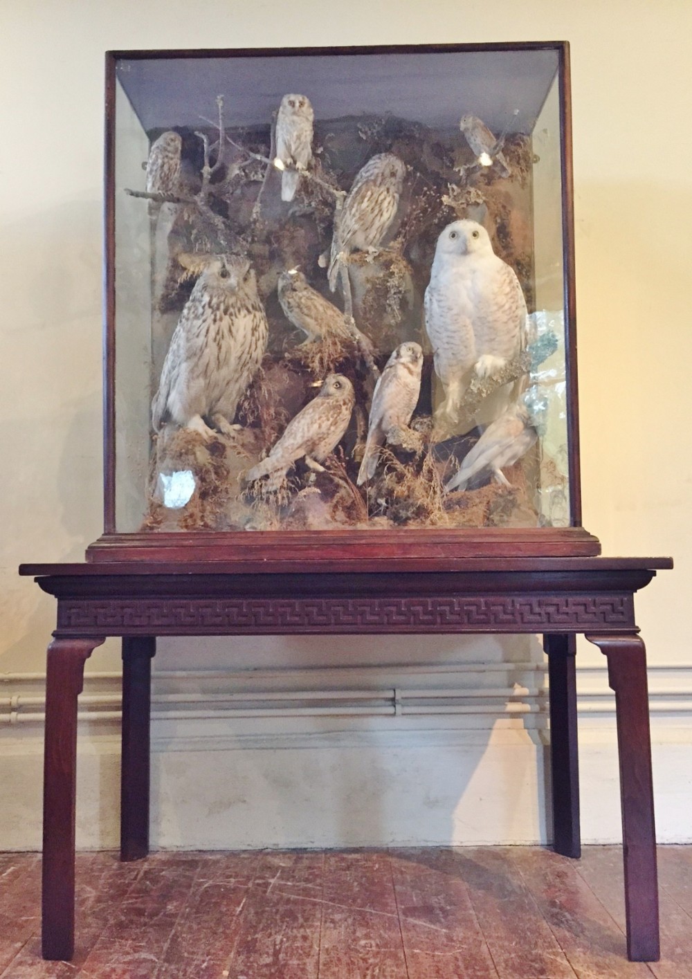 A spectacular collection of late 19th century British and Visiting Owls. 