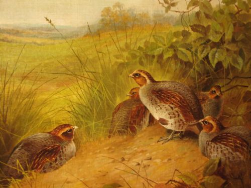 SUPERB LARGE PAIR OF GAME BIRD OIL PAINTINGS - ADDITIONAL PHOTO 3