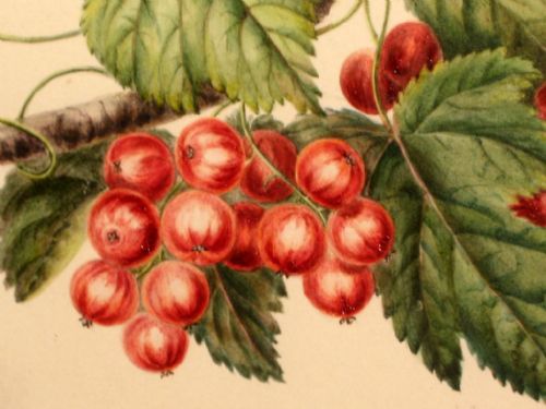 VICTORIAN STILL LIFE STUDY IN WATERCOLOUR - ADDITIONAL PHOTO 6