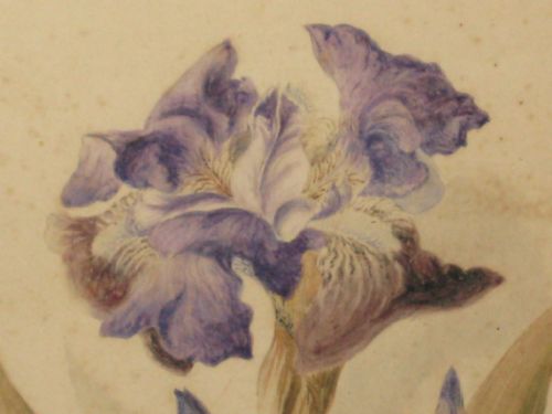 BOTANICAL WATERCOLOUR OF AN IRIS - ADDITIONAL PHOTO 4
