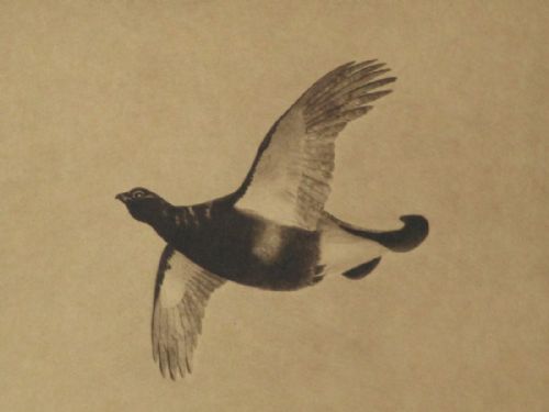 PAIR ETCHING OF GAME BIRDS IN FLIGHT - ADDITIONAL PHOTO 6