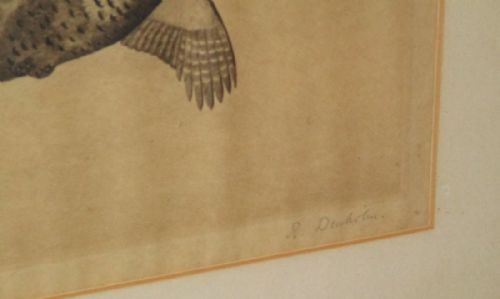 PAIR ETCHING OF GAME BIRDS IN FLIGHT - ADDITIONAL PHOTO 7